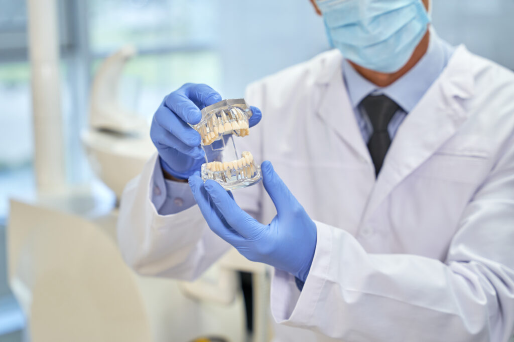 Professional orthodontist demonstrating a mold of human teeth